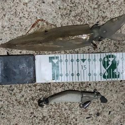 ヤリイカのRIDEON!!